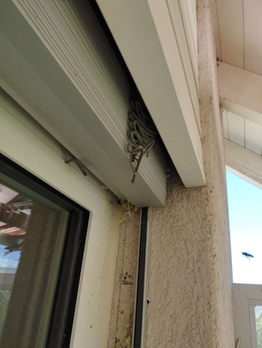 Relocate bees & remove bee nest