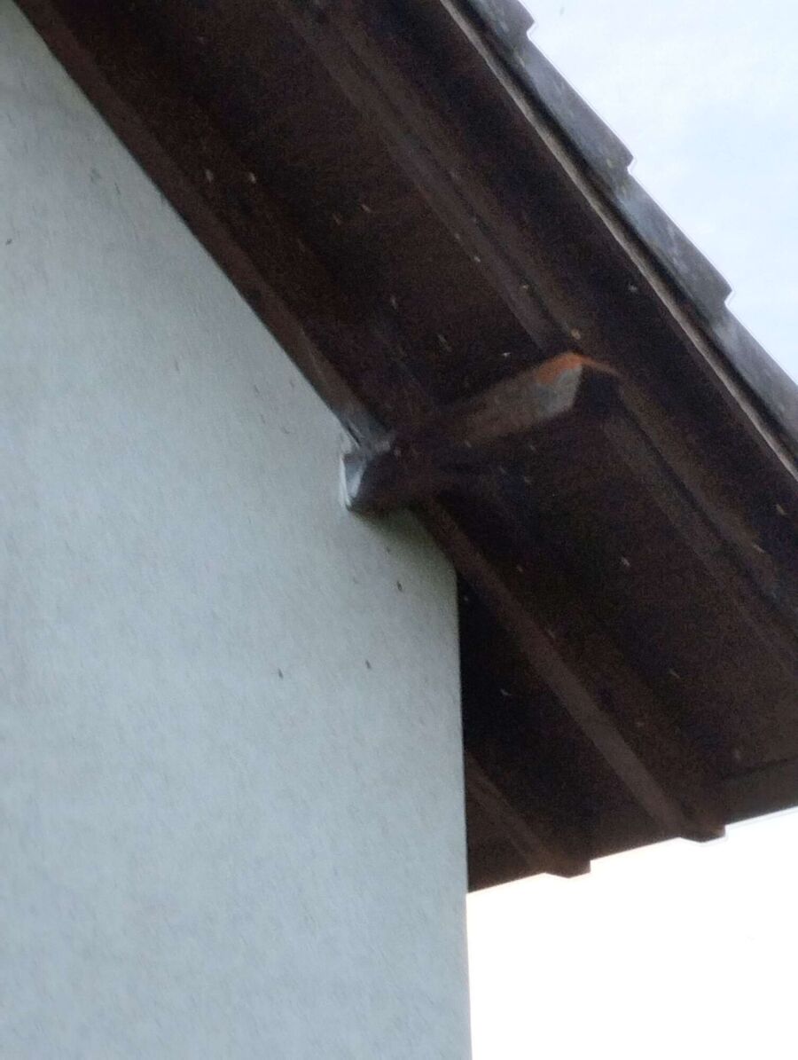 Bee nest at the house remove