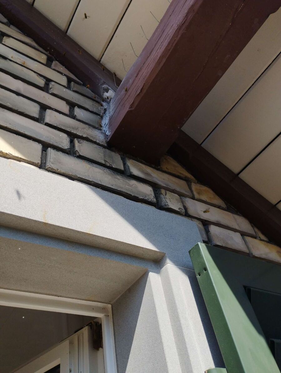 Relocate bees & remove bee nest