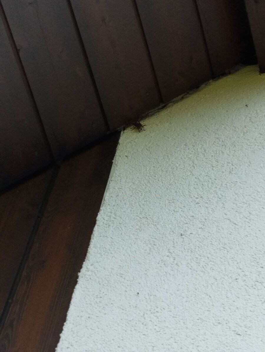 Relocate bees & remove bee nest