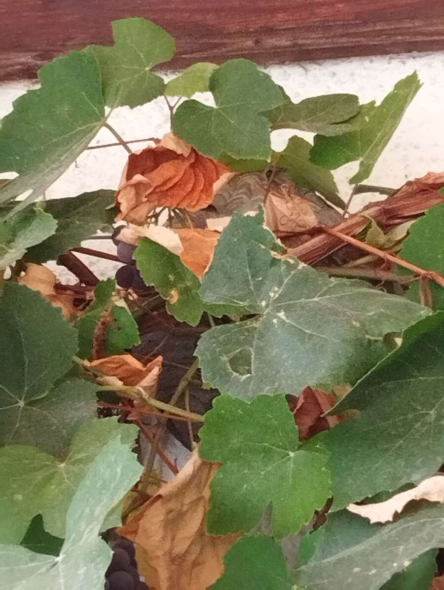 Relocate bees & remove bee nest