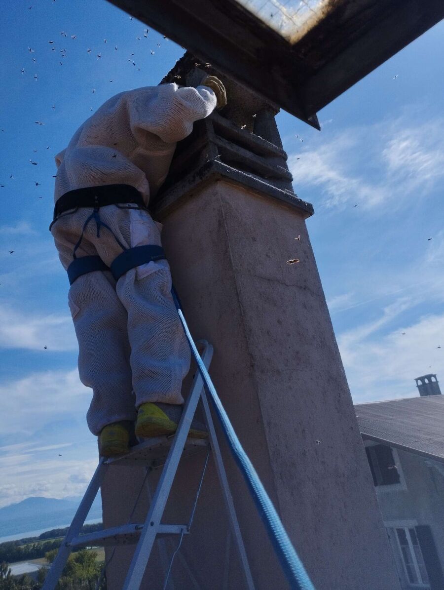 Bee nest at the house remove
