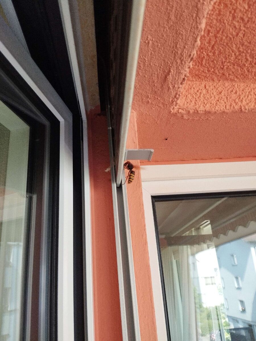 Relocate bees & remove bee nest