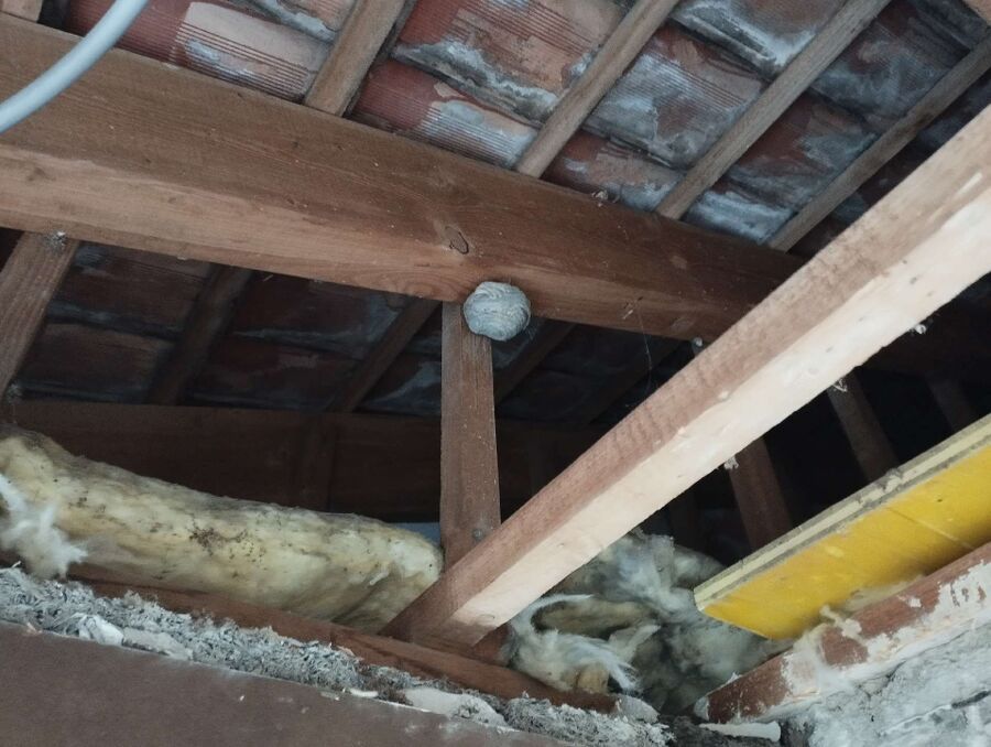 Bee nest at the house remove