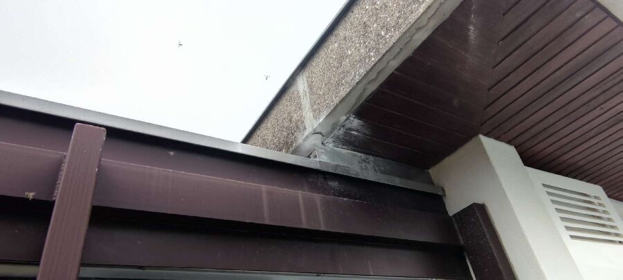 Relocate bees & remove bee nest