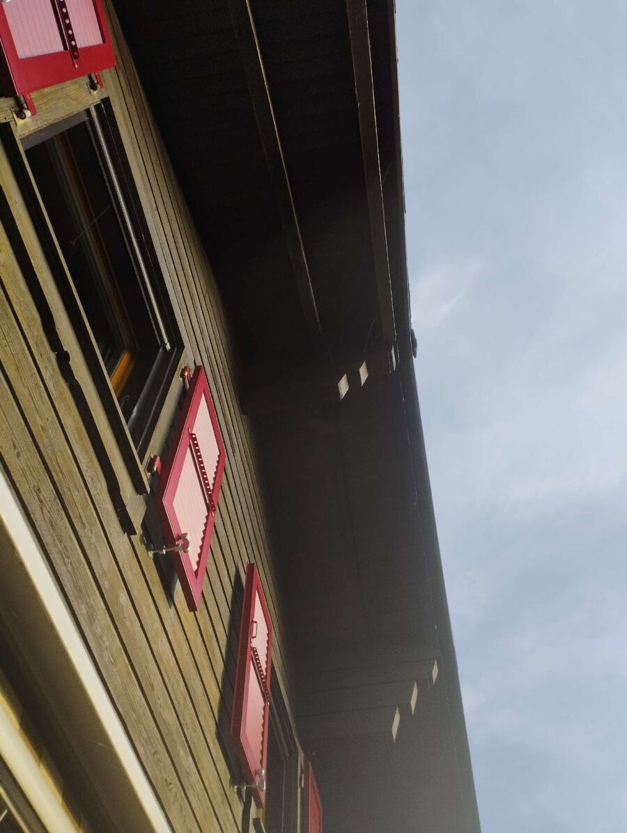 Relocate bees & remove bee nest