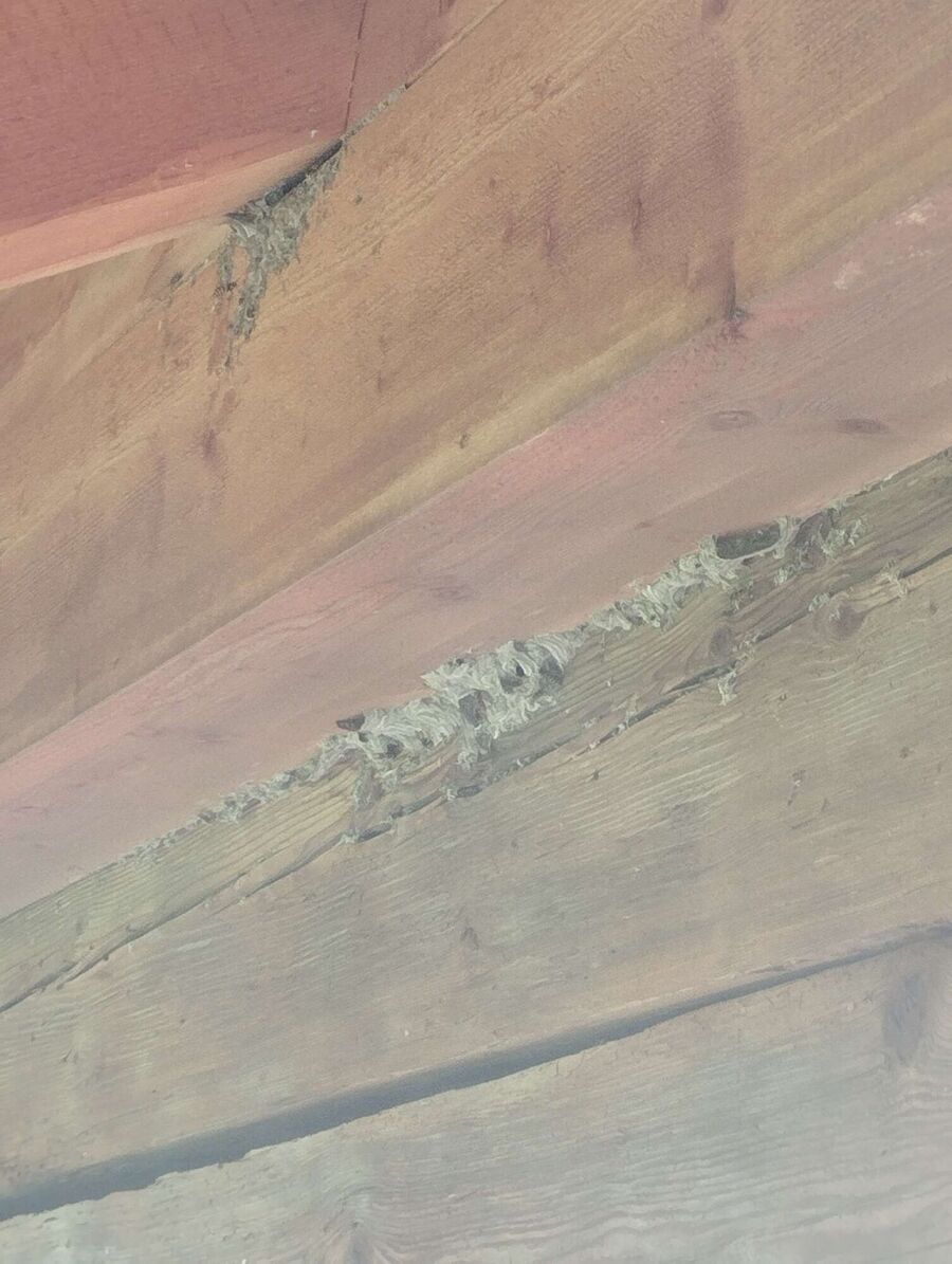 Bee nest at the house remove