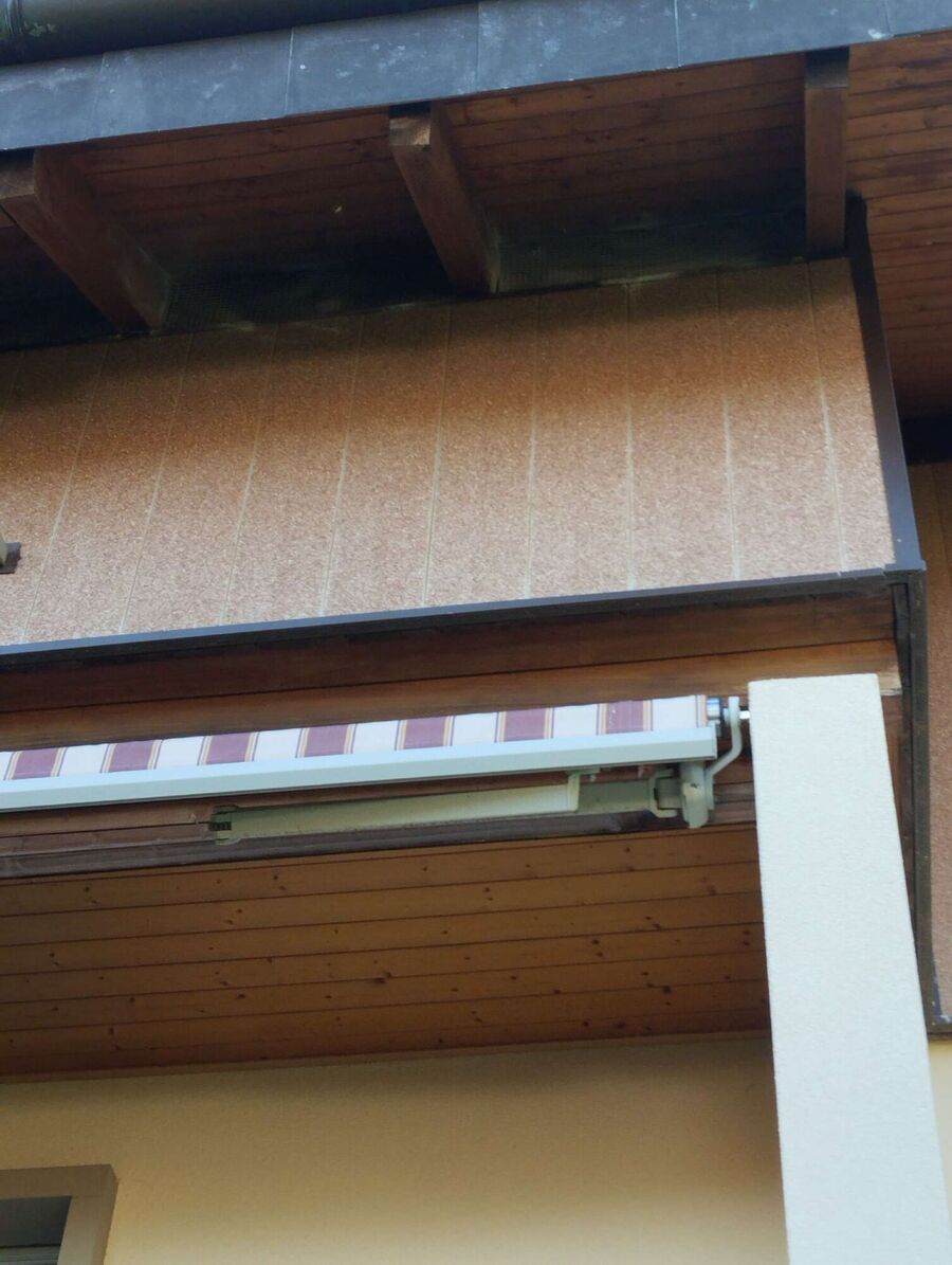 Relocate bees & remove bee nest