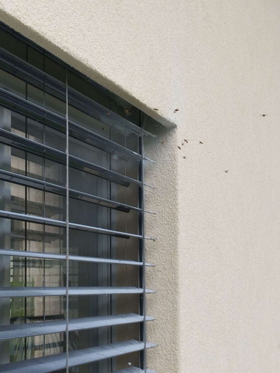 Remove bee nest