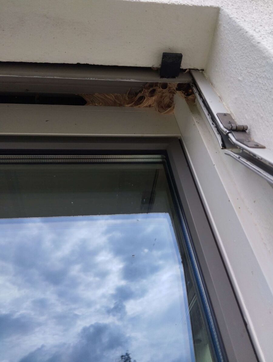 Relocate bees & remove bee nest