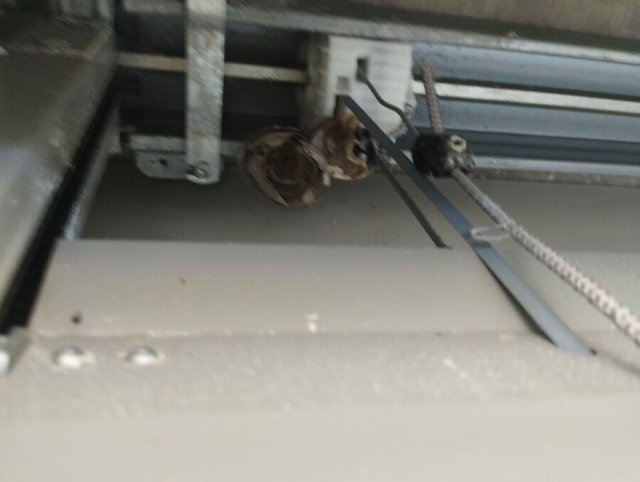 Bee nest at the house remove