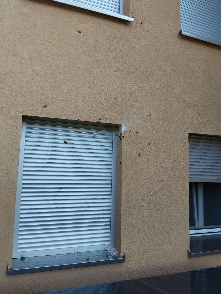 Bee nest at the house remove