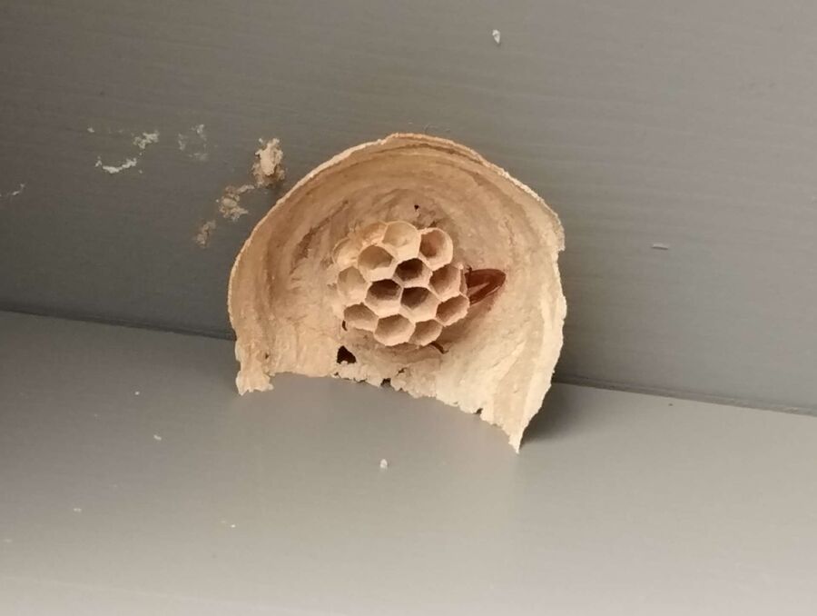 Relocate bees & remove bee nest