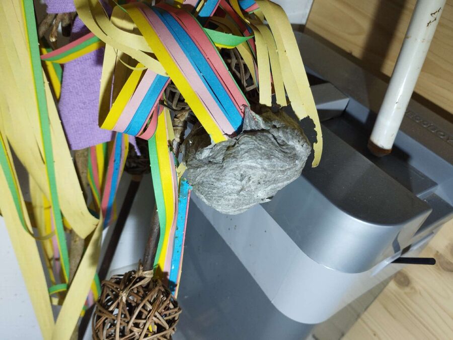 Bee nest at the house remove