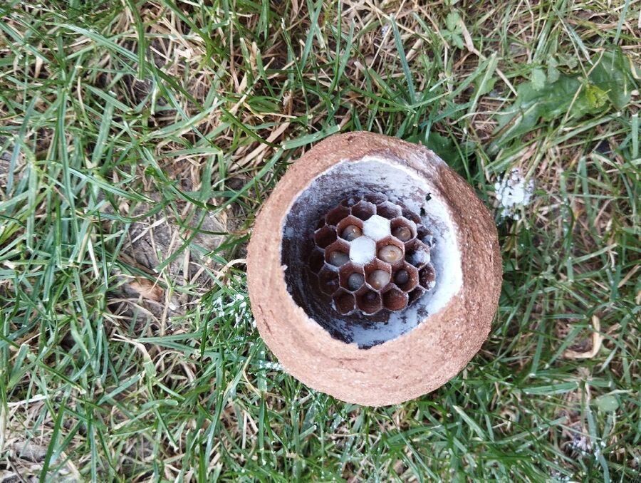 Relocate bees & remove bee nest
