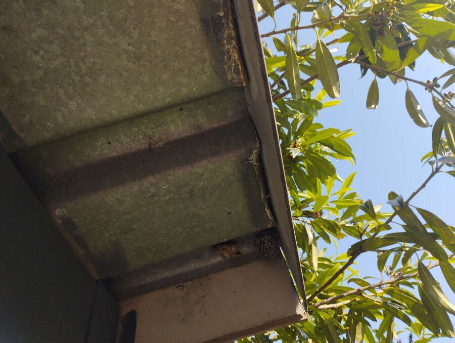 Relocate bees & remove bee nest