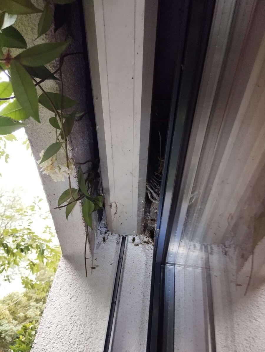 Bee nest at the house remove