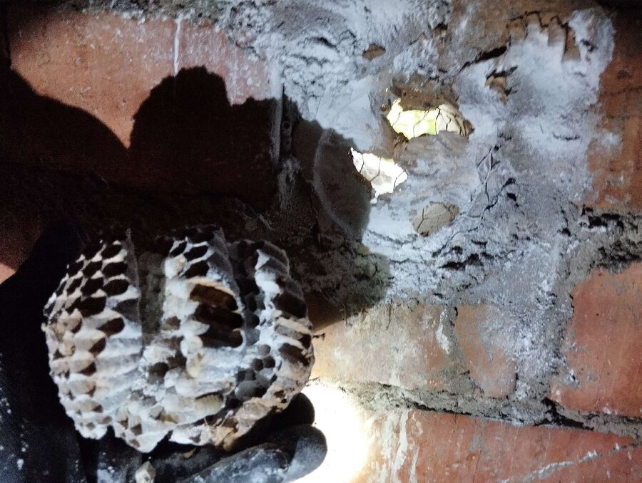 Bee nest at the house remove