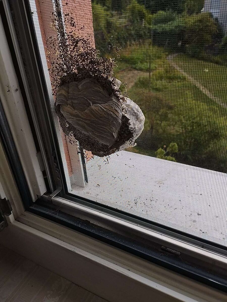 Bee nest at the house remove