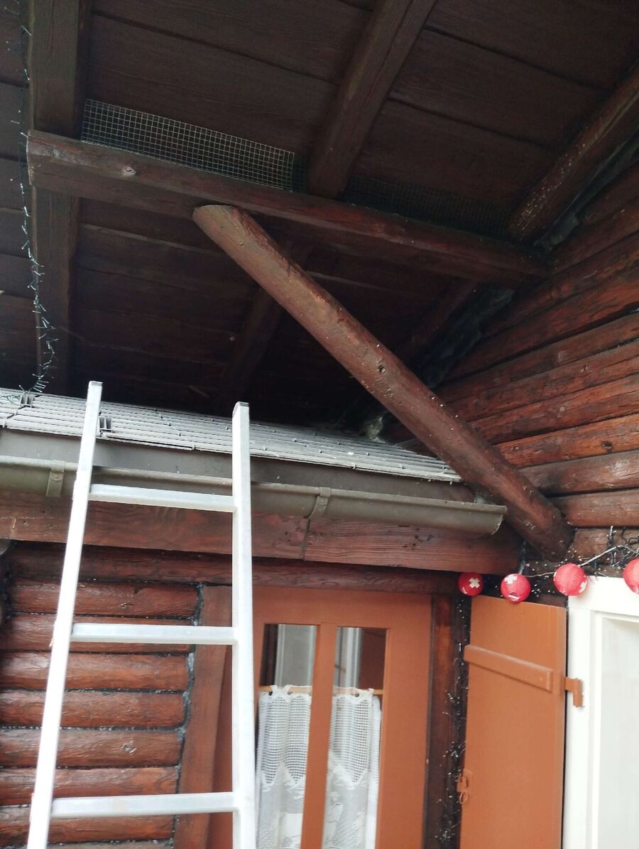 Relocate bees & remove bee nest