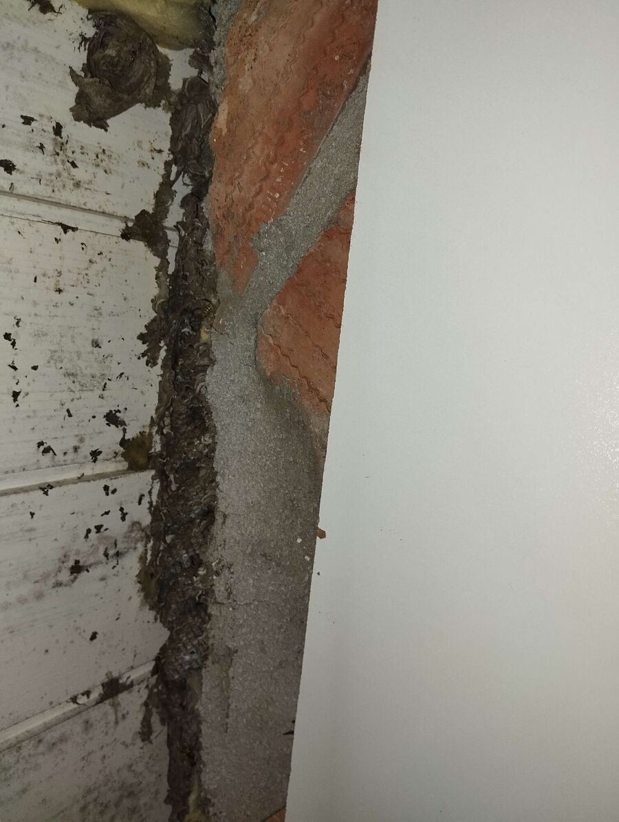 Relocate bees & remove bee nest