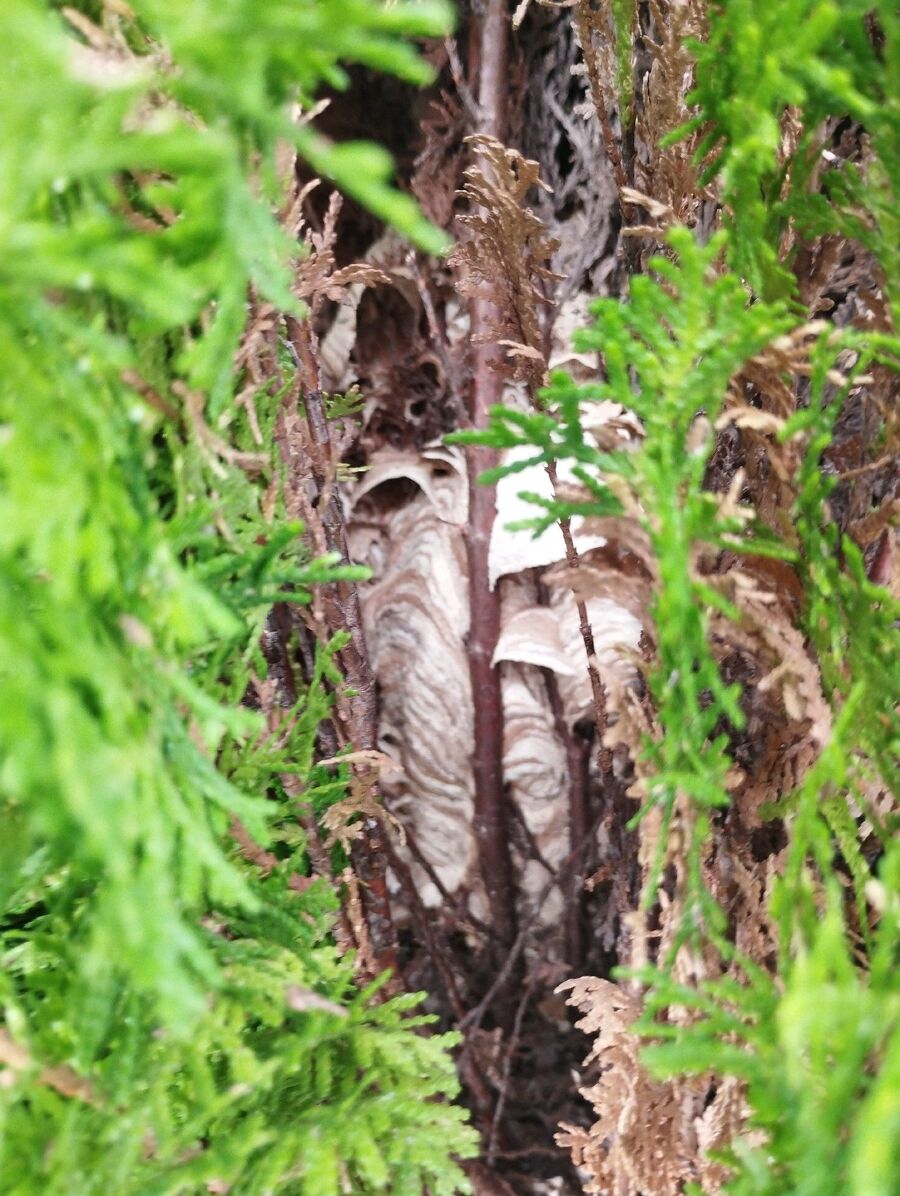 Bee nest at the house remove