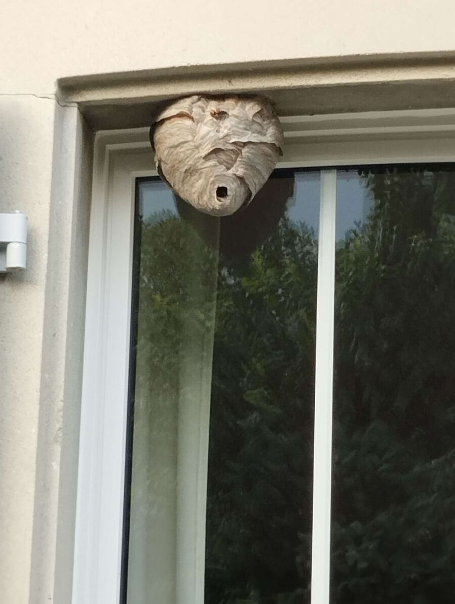 Bee nest at the house remove