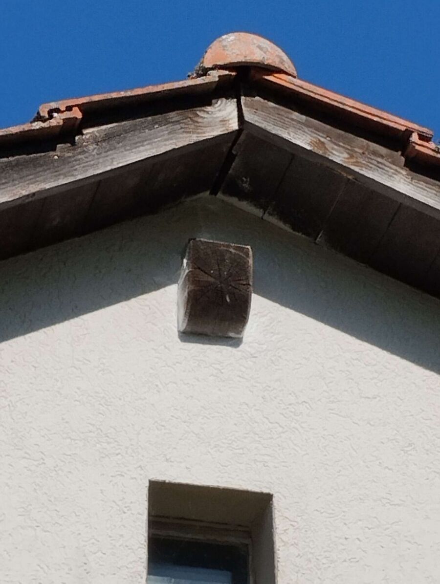 Relocate bees & remove bee nest