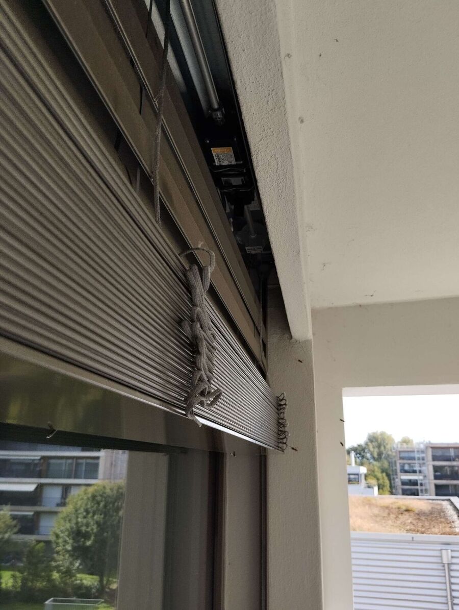 Bee nest at the house remove