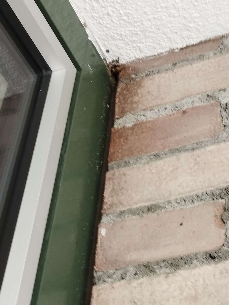 Bee nest at the house remove