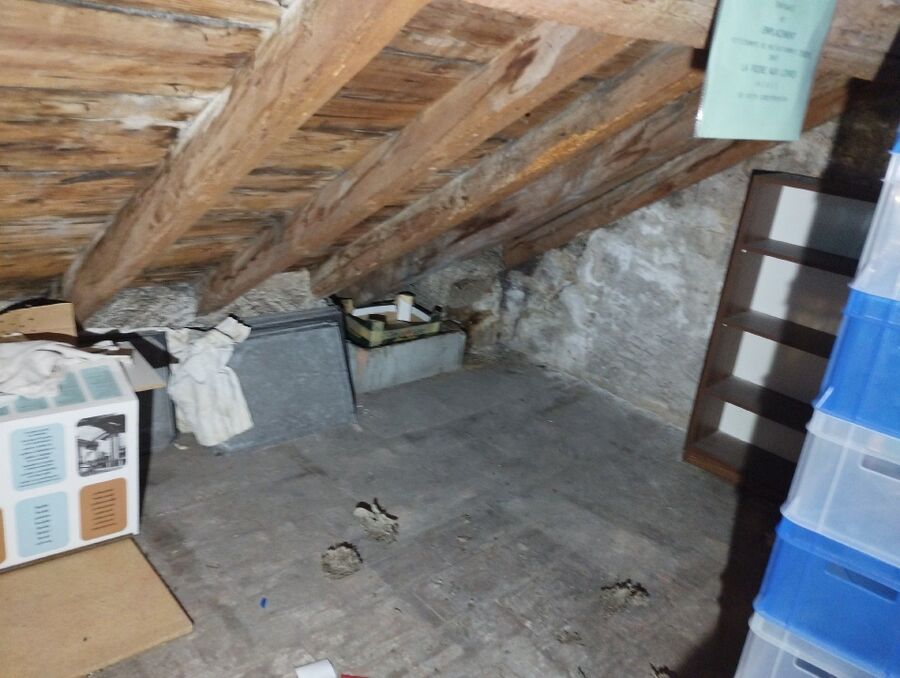 Relocate bees & remove bee nest