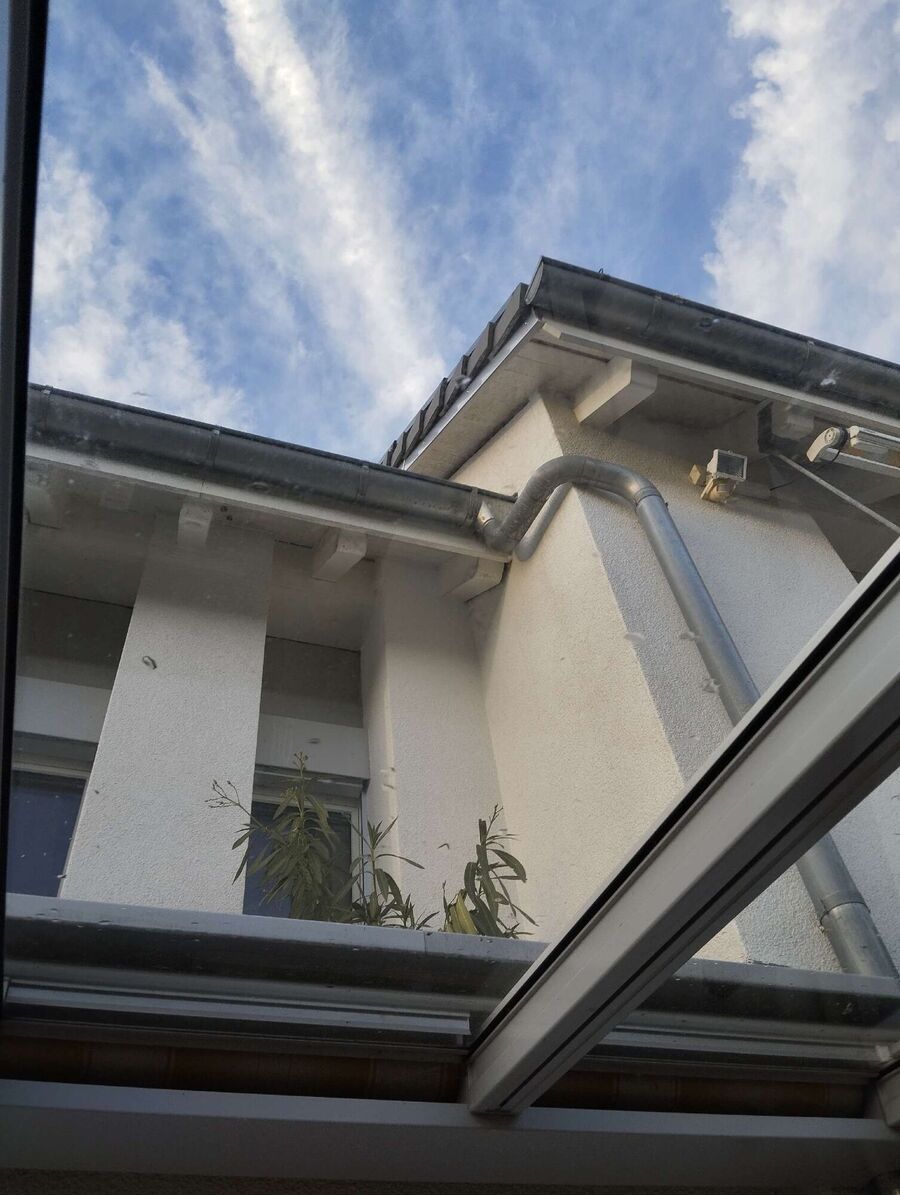 Relocate bees & remove bee nest