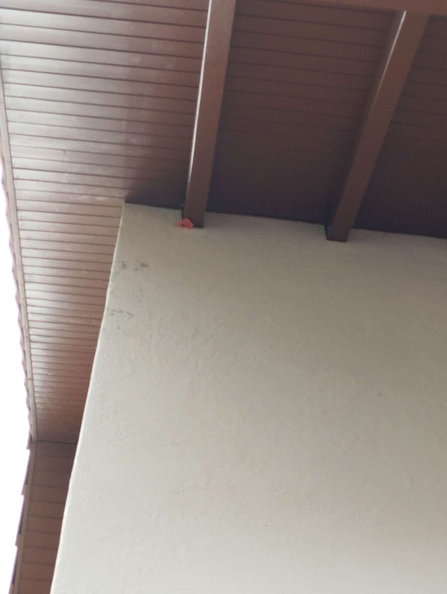 Bee nest at the house remove