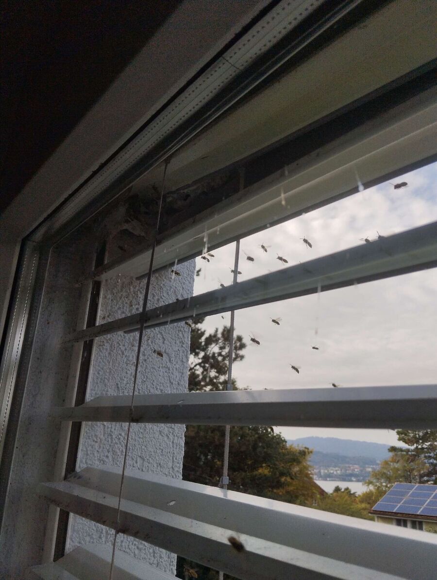 Relocate bees & remove bee nest