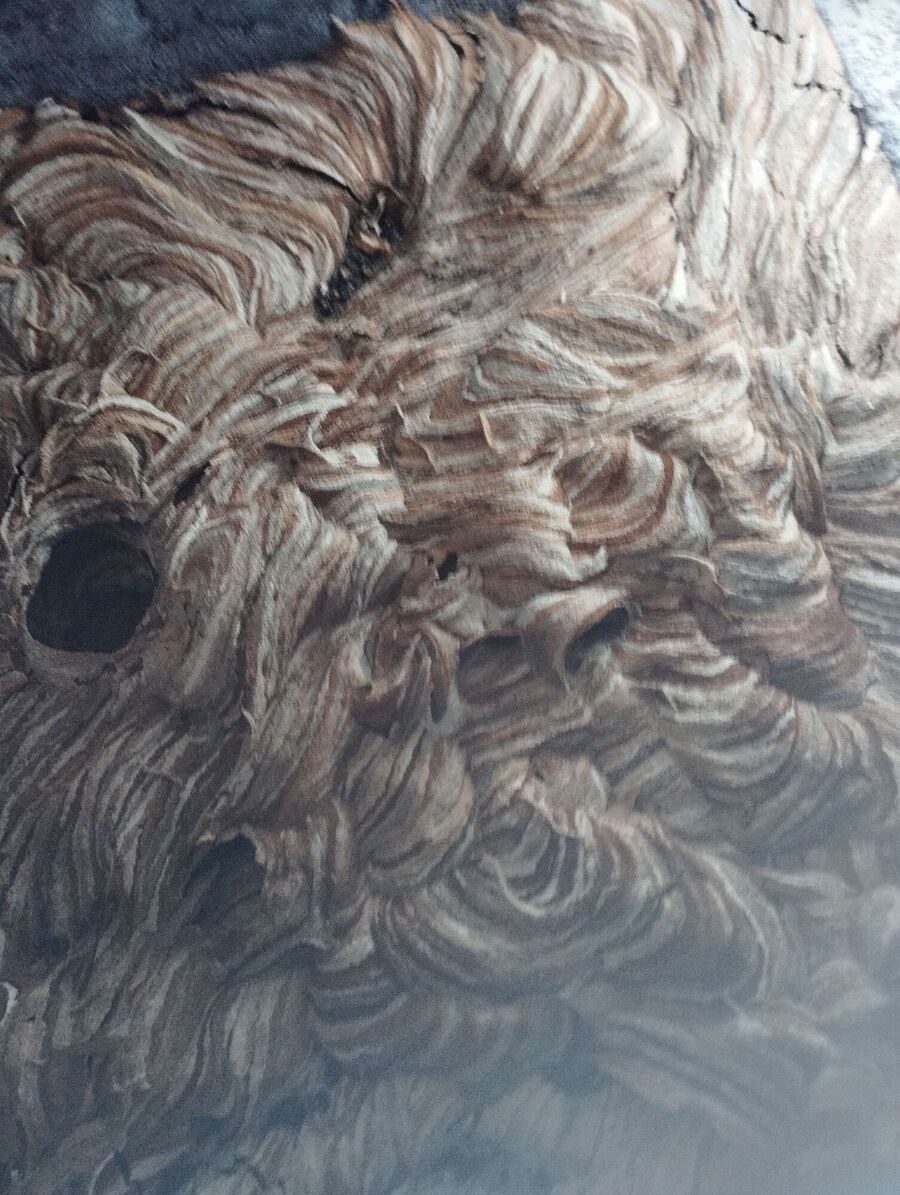 Relocate bees & remove bee nest