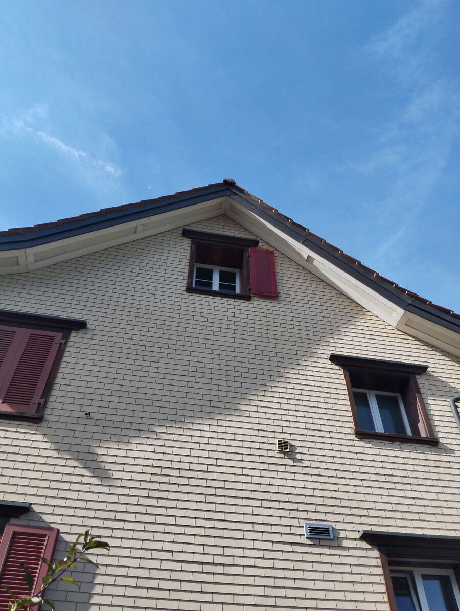 Relocate bees & remove bee nest