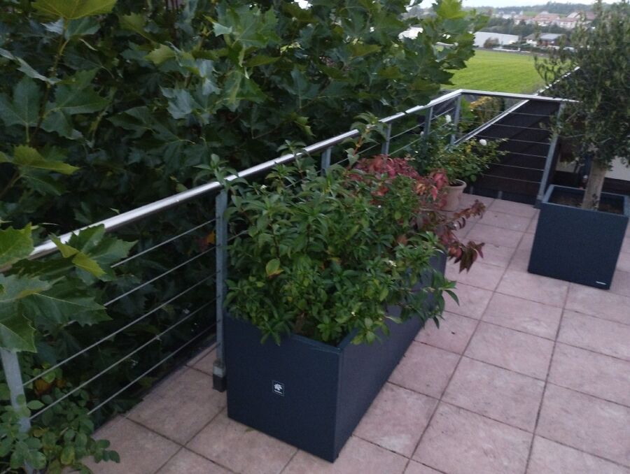 Bee nest at the house remove