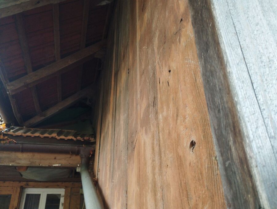 Relocate bees & remove bee nest