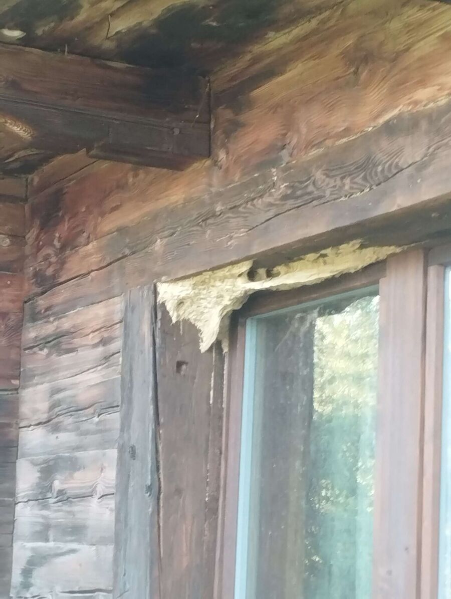 Bee nest at the house remove