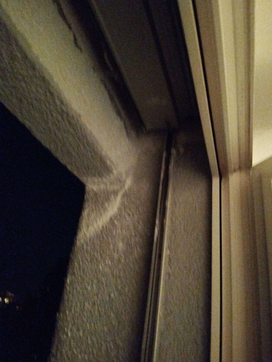 Relocate bees & remove bee nest