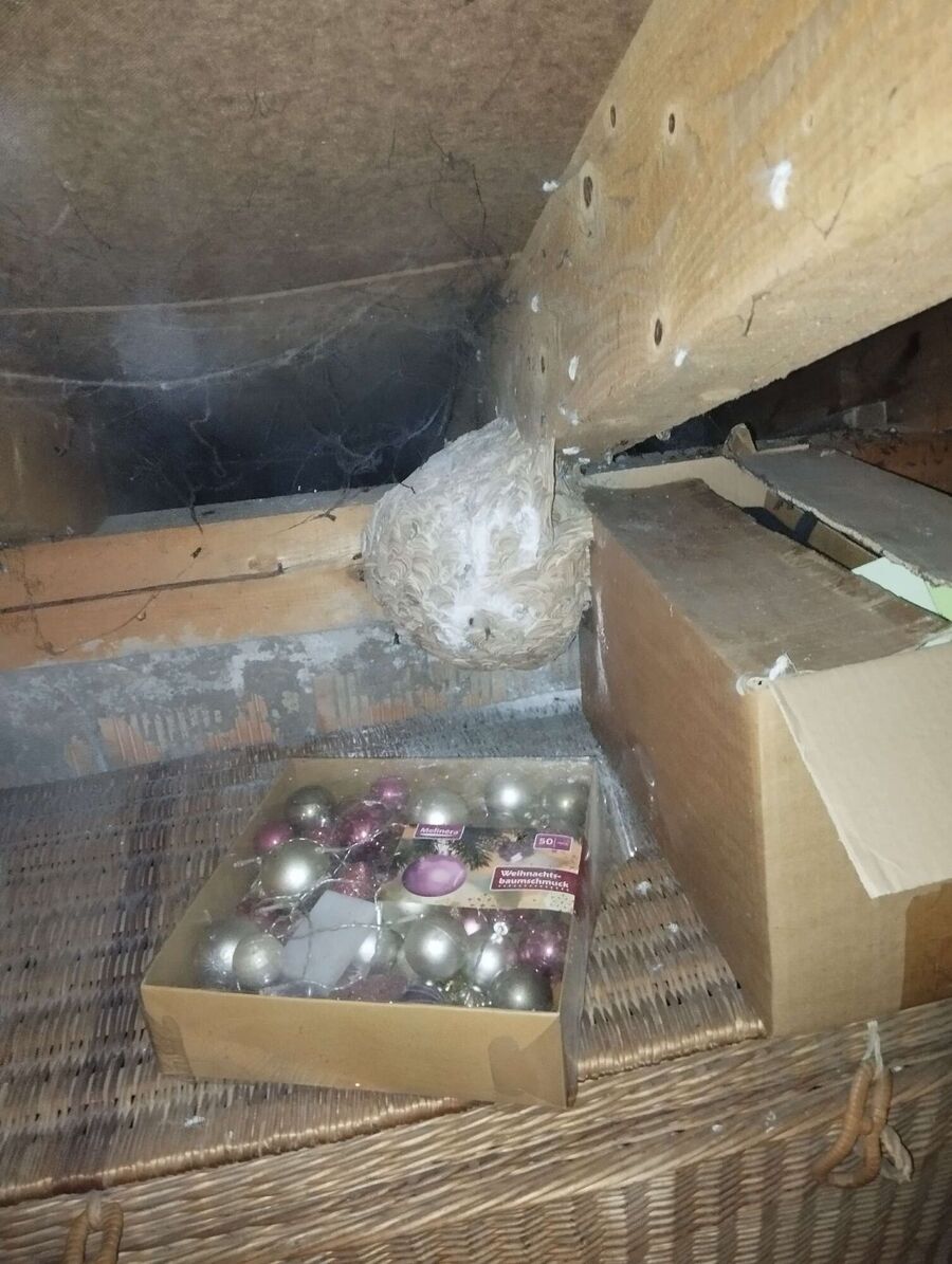 Bee nest at the house remove