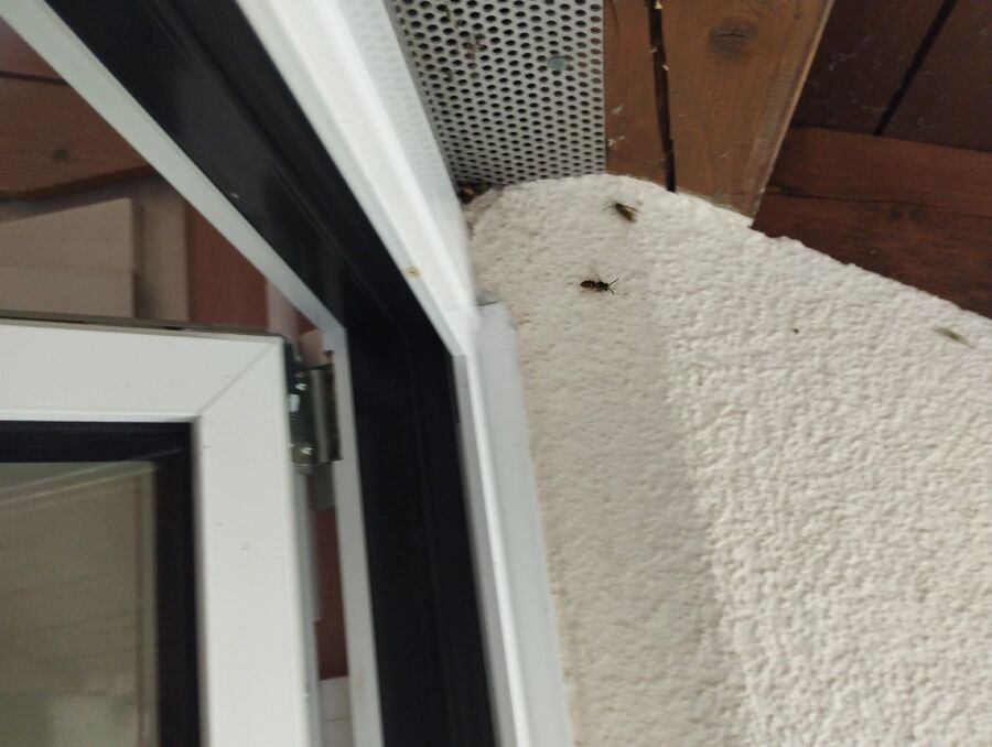 Bee nest at the house remove