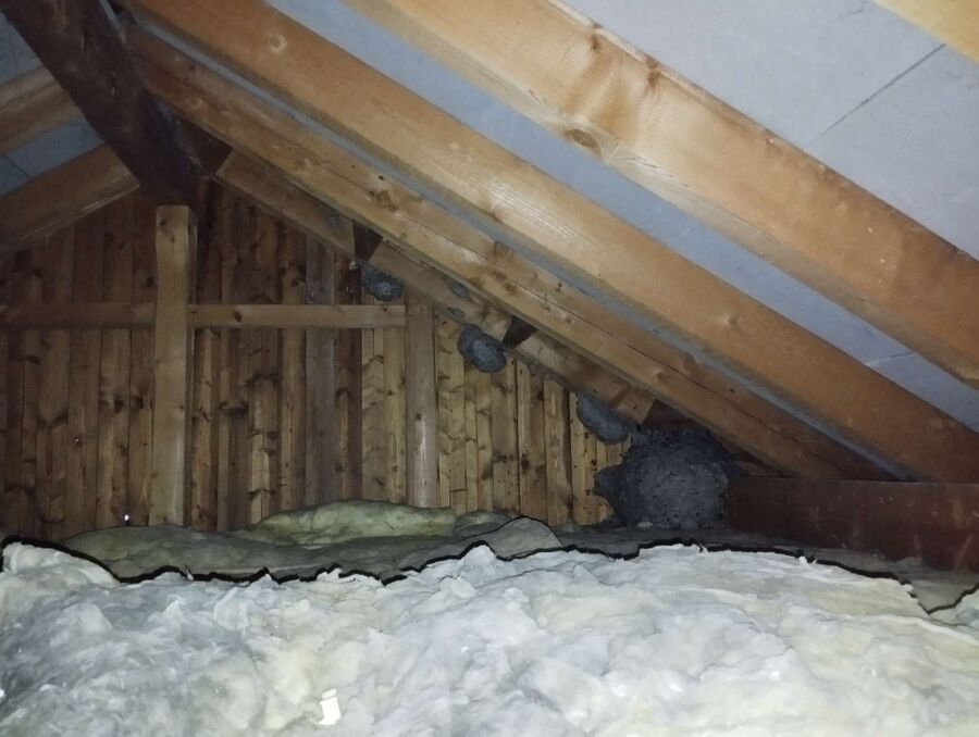 Relocate bees & remove bee nest