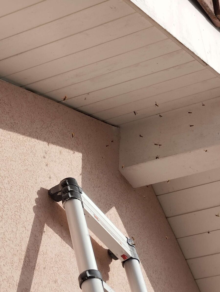 Relocate bees & remove bee nest