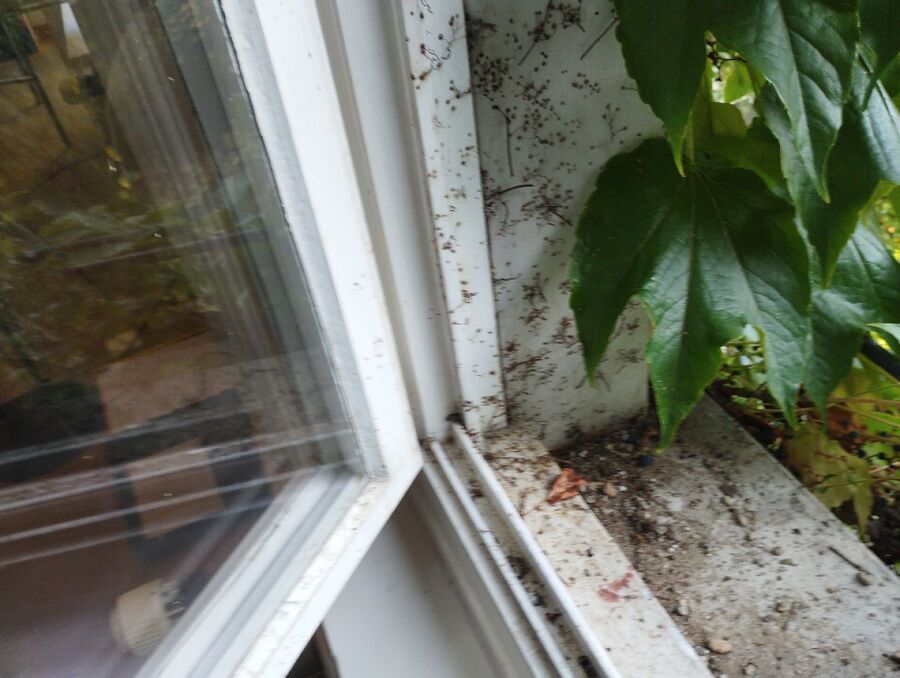 Bee nest at the house remove