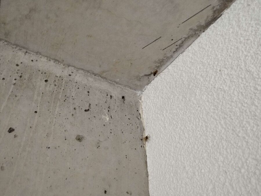 Relocate bees & remove bee nest