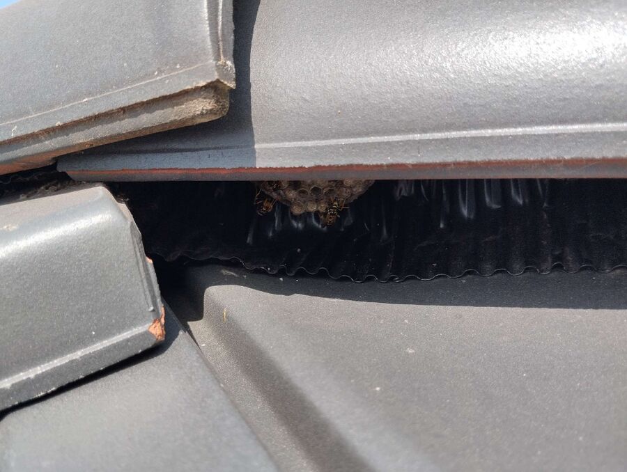 Relocate bees & remove bee nest