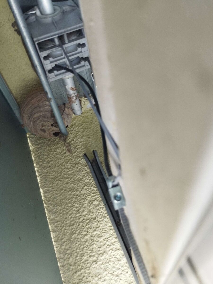 Relocate bees & remove bee nest