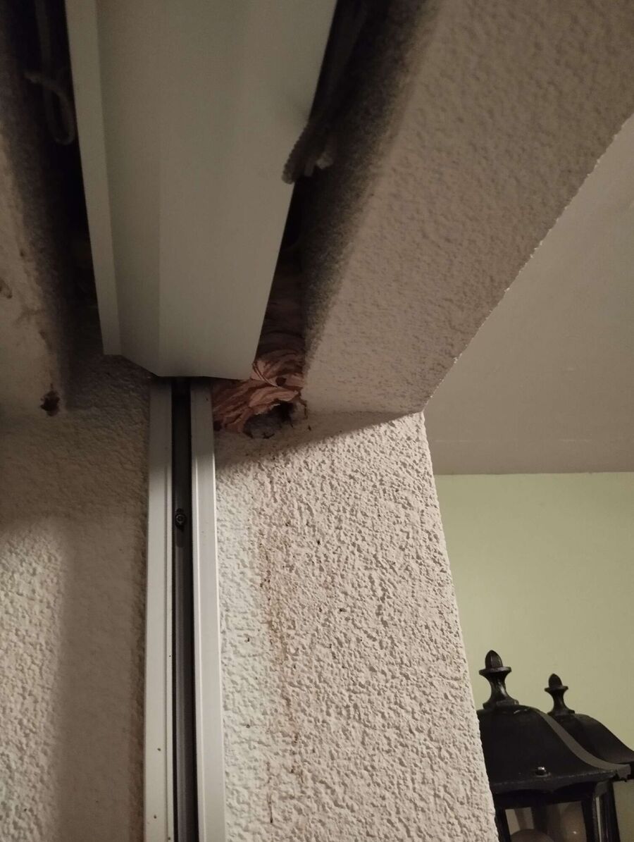 Relocate bees & remove bee nest