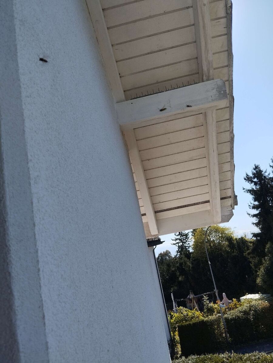 Bee nest at the house remove